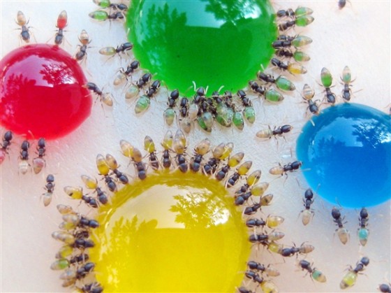 colourful ants