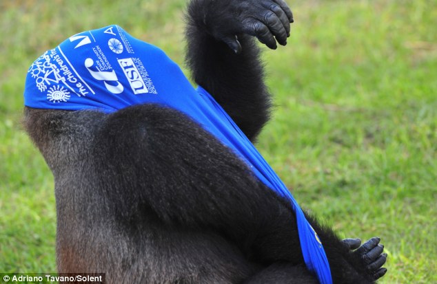 Gorilla stuck in shirt